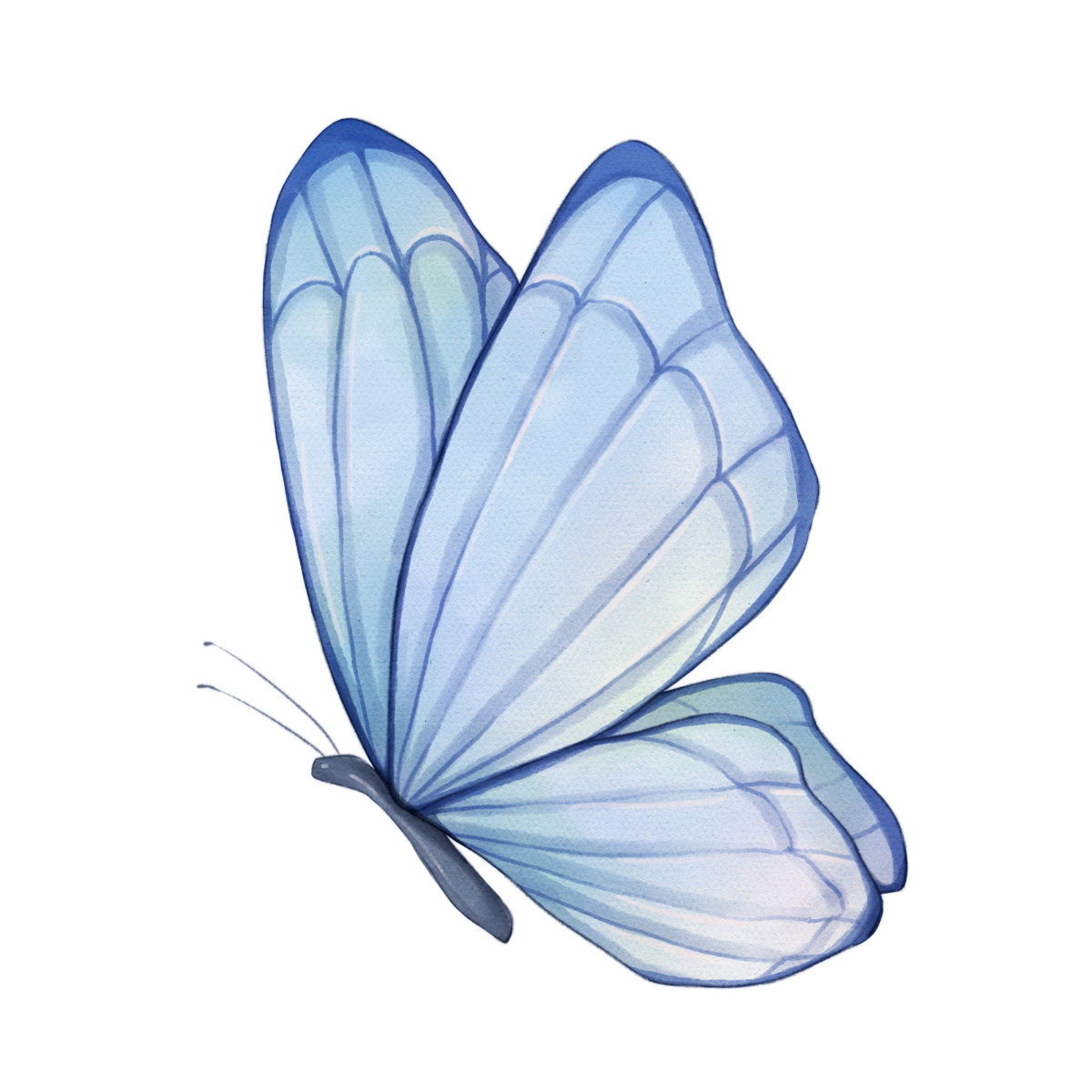 Mariposa-azul.png